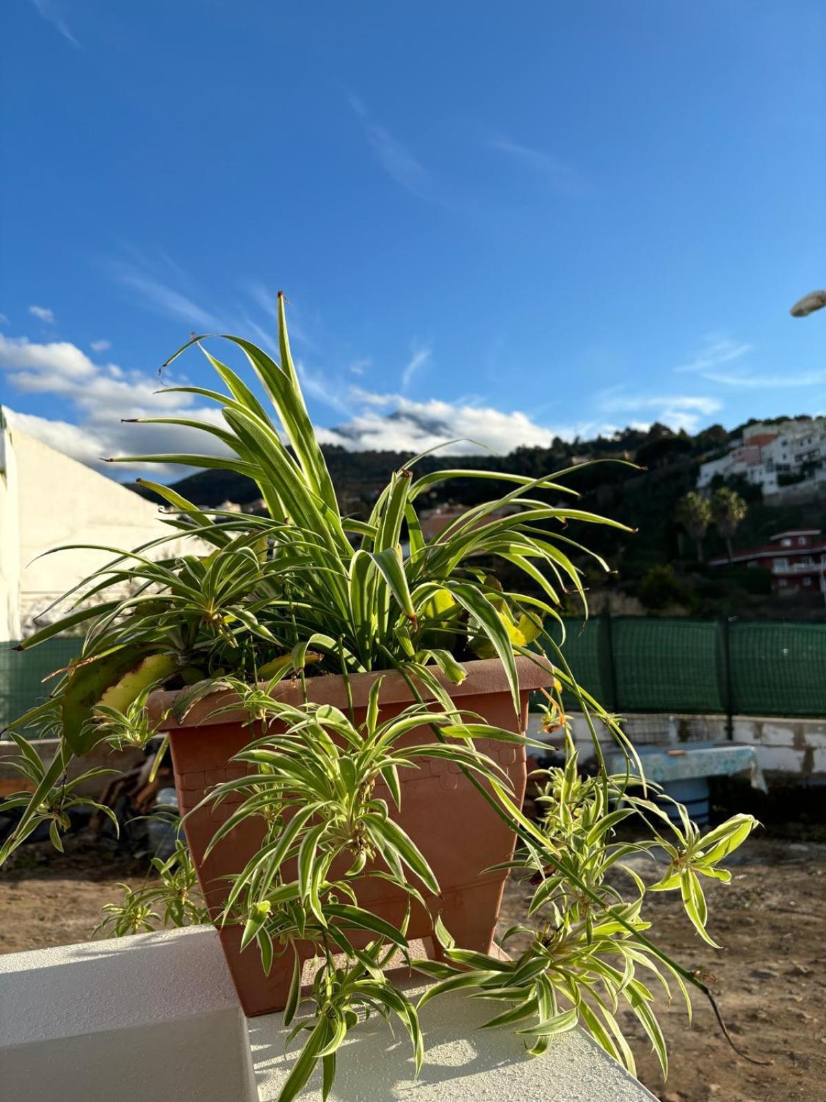 La Trinidad Vendégház La Guancha Kültér fotó